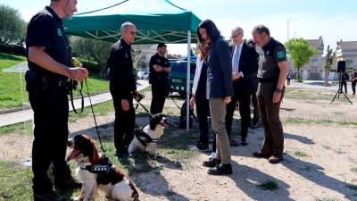 Algunos de los perros del Grup Especial Caní (GEK9) del cuerpo de Agents Rurals. Foto: ACN