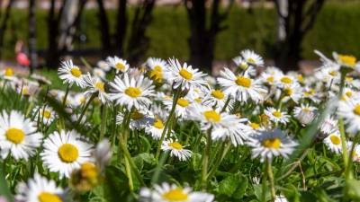 El inicio de la primavera puede darse, a lo sumo, en tres fechas distintas del calendario (del 19, 20 y 21 de marzo). Foto: EFE