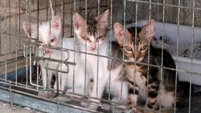 Des de la protectora conten que no paren de rebre gats i camades del carrer. Foto: ACN