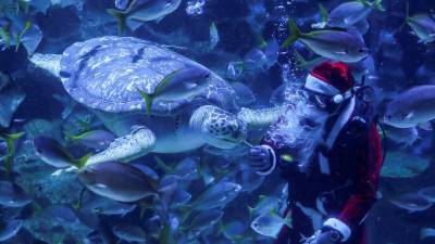 Un buzo disfrazado de Papá Noel nada en una pecera mientras alimenta a una tortuga durante un espectáculo en el acuario Aquaria KLCC en Kuala Lumpur, Malasia, 25 de diciembre de 2020. (Malasia ) EFE / EPA / FAZRY ISMAIL