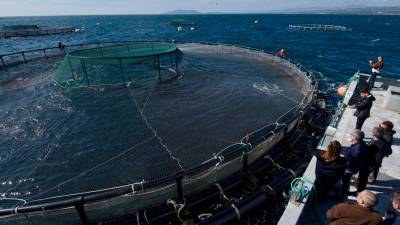 Visita a les gàbies marines de l’empresa Acuidelta, a l’Ametlla de Mar. foto: Joan REvillas