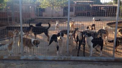 La protectora necesita ampliar sus instalaciones para perros. Foto: Protectora de animales de Torredembarra