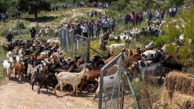 La baixada de les cabres i ovelles de la serra, un dels actes més representatius de la fira. foto: Joan Revillas