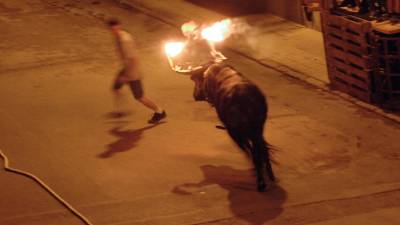 Un bou embolat, a les festes de la Ràpita. Foto: Joan Revillas