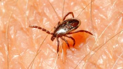 La garrapata Hyalomma lusitanicum.