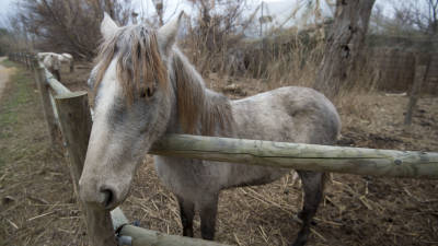 Uno de los caballos de la Camarga de la reserva de Sebes, en Flix. FOTO: J.Revillas