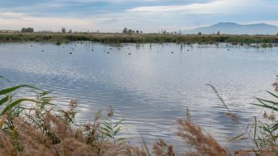 Una zona d’aiguamolls al delta de l’Ebre, amb una gran biodiversitat. Foto: Joan Revillas