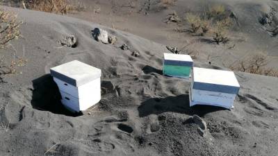 Miles de abejas sobreviven 50 días sepultadas bajo ceniza al borde del volcán. Foto: EFE