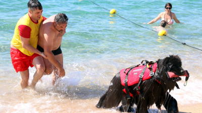 Un socorrista mentre treu un banyista amb el gos de rescat durant el simulacre que s'ha fet a la platja de les Barques de Sant Pol de Mar. Foto: ACN
