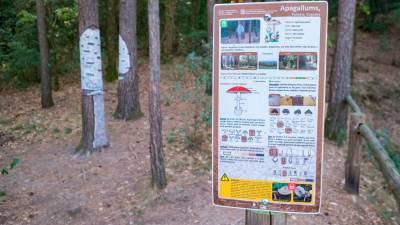 A lo largo del recorrido se localizan paneles informativos sobre las características del bosque