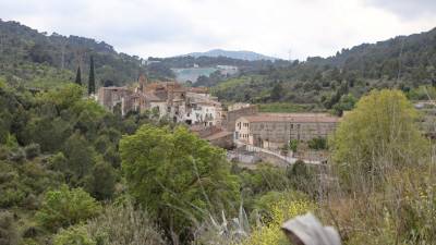 Els terrenys dels voltants de les Irles fa anys que es van deixar de conrear i s’estan convertint en zones boscoses. Foto: Alba Mariné