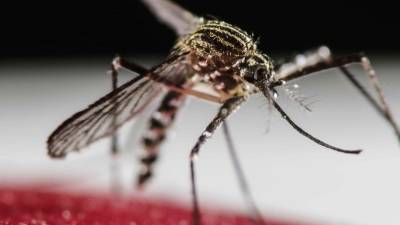 Fotografía del 30 de enero de 2016, del mosquito Aedes Aegypti en San José (Costa Rica), transmisor del zika, dengue y chikunguña, utiliza una bacteria para contrarrestar el vector. EFE/Jeffrey Arguedas