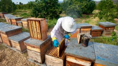 Un apicultor treballant les arnes d’abelles. Foto: J. Revillas