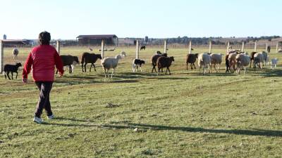 Una ganadera y sus ovejas, en una imagen de archivo. Foto: EFE