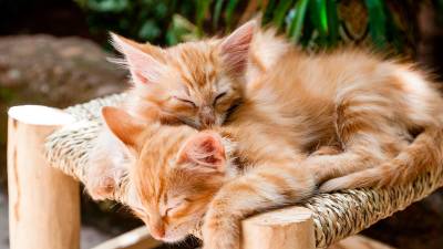 Dos gatos descansando. Foto: Pixabay