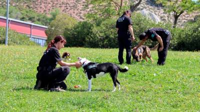 Algunos de los perros del Grup Especial Caní (GEK9) del cuerpo de Agents Rurals. Foto: ACN