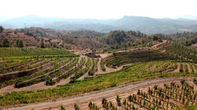 La viña es el principal cultivo del Priorat, aunque también destacan productos como el aceite o los frutos secos. FOTO: Alba Mariné