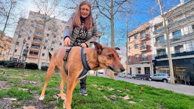 La gran mayoría de mascotas censadas en Reus son perros, sus propietarios están más concienciados. FOTO: Alfredo González