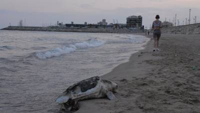 El reptil muerto fue hallado en la orilla de la playa. Foto: Àngel Juanpere