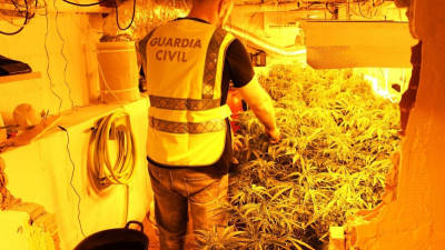 Pla general de la marihuana amagada en un soterrani de Cunit, amb un agent de la Guàrdia Civil d'esquenes, durant l'operatiu del 22 de setembre del 2015.