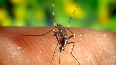 El virus del Nilo lo transmiten los mosquitos a través de sus picaduras. Foto: EFE