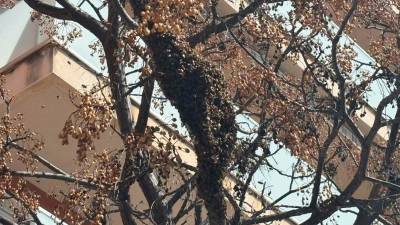 El enjambre está en un árbol, a unos cuatro metros del suelo. Foto: @reusgurbana