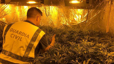 Un agent de la Guàrdia Civil a la plantació de marihuana 'indoor' trobada en un habitatge de Torredembarra. Foto: ACN