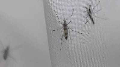 Fotografía de mosquitos Aedes aegypti en el laboratorio de entomología del Centro Nacional de Control de Enfermedades Tropicales (CENCET), hoy, en Santo Domingo (República Dominicana). Foto: EFE