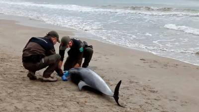 Dos agentes rurales, junto al ejemplar de delfín que ha aparecido en la playa de La Pineda este viernes. Foto: DT