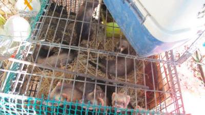 Desmantelan un criadero ilegal de hurones en Cunit