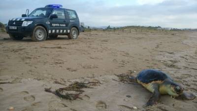 La tortuga hacía poco tiempo que había muerto. Foto: Cos d´Agents Rurals