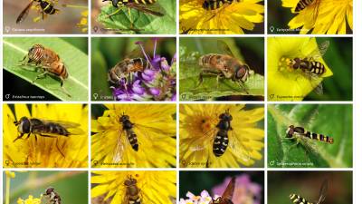 Ejemplares de s&iacute;rfidos que nada tiene que ver con abejas o avispas.