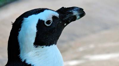 Imagen de un pingüino. Foto: DT