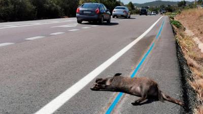 Los jabalíes son uno de los animales que más accidentes provocan. Foto: Àngel Juanpere