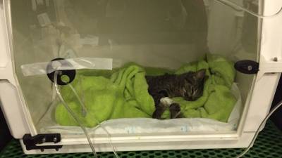 Uno de los gatos presuntamente envenenados, que fue trasladado auna clínica veterinaria. Foto: Cedida