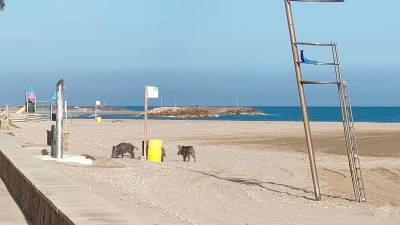 En la playa de Cunit