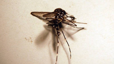 Un exemplar de mosquit tigre a través del microscopi. Foto: ACN