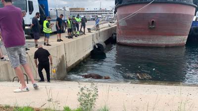 Instante en el que rescatan a uno de los terneros en el Port de Tarragona. Foto: Cedida