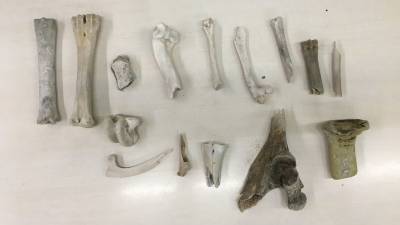 Imagen de archivo de huesos encontrados en la playa en semanas anteriores. Foto: DT