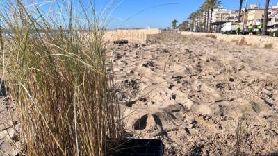 Las plantas autóctonas ayudan a retener arena y asentar la playa.