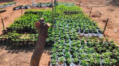 La plantación se encontraba escondida en una zona montañosa. Foto: DT