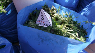 Una de les bosses amb les plantes. En total es van recollir 358 quilos. Foto: CME