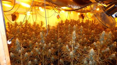 Plantación de marihuana decomisada por los Mossos el viernes día 13 de mayo. FOTO: CME