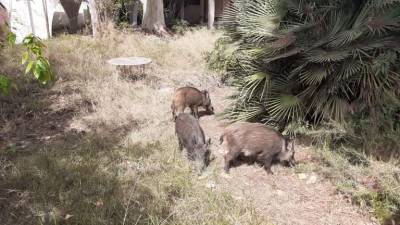 Los animales en la parcela de Segur de Calafell.