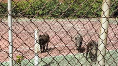 Los jabalíes en la pista de tenis.