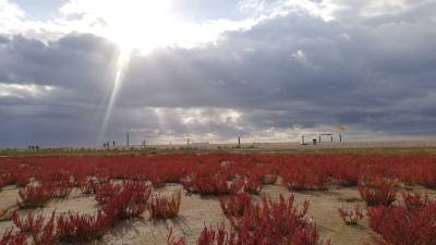 La presencia de salicornia muestra la salud ambiental de la playa,