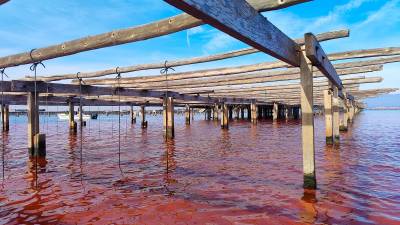 L’aigua tenyida de vermell a l’alçada d’una musclera de la badia del Fangar. foto: LIM (UPC-BarcelonaTech) / IRTA