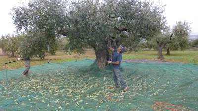 La collita d´olives a les oliveres mil·lenàries de la Foia d´Ulldecona ha començat. Foto: mancomunitat taula del sénia