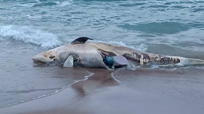 El delfín en la playa de Calafell. FOTO: CEDIDA