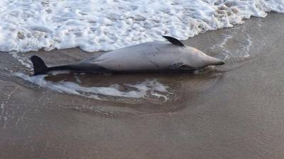 El delfín rayado que llegó a Altafulla llevaba entre dos y tres días muerto. Foto: Cedida